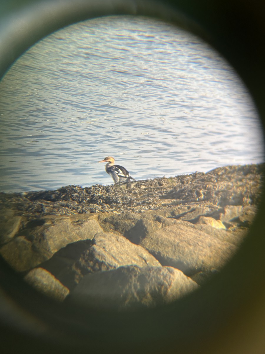 Red-breasted Merganser - ML636557477