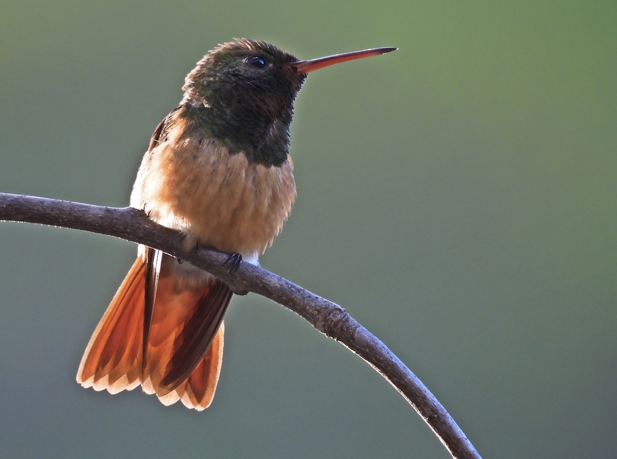 Chestnut-bellied Hummingbird - ML636557478