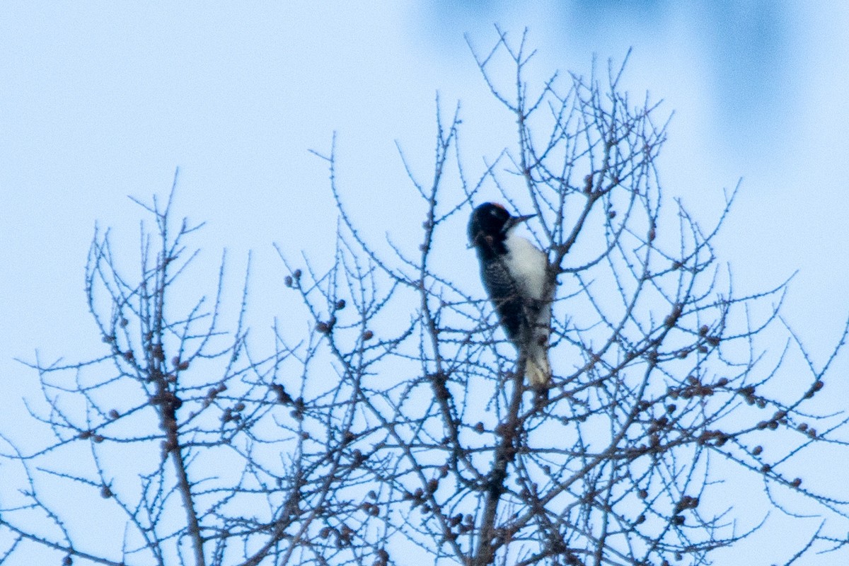 Black-backed Woodpecker - ML636557507