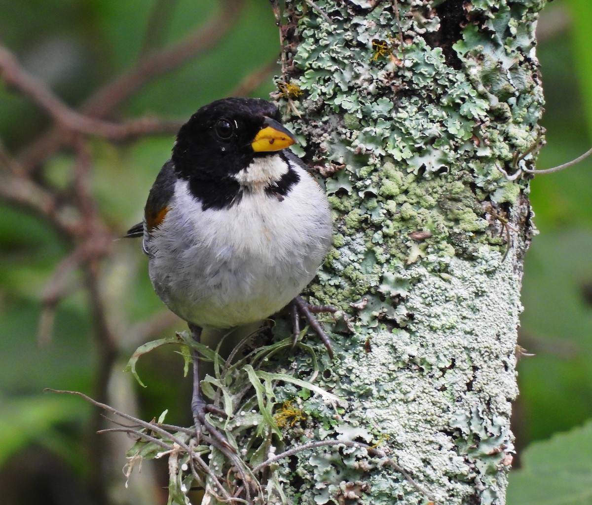 Golden-winged Sparrow - ML636557567