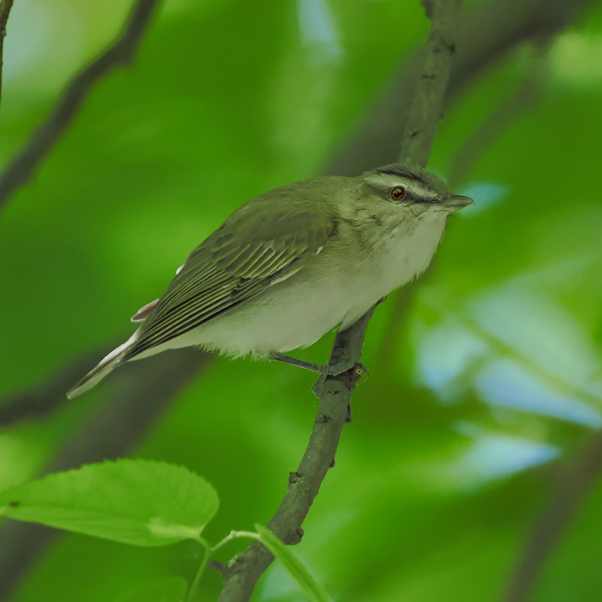 Vireo occhirossi - ML636557736