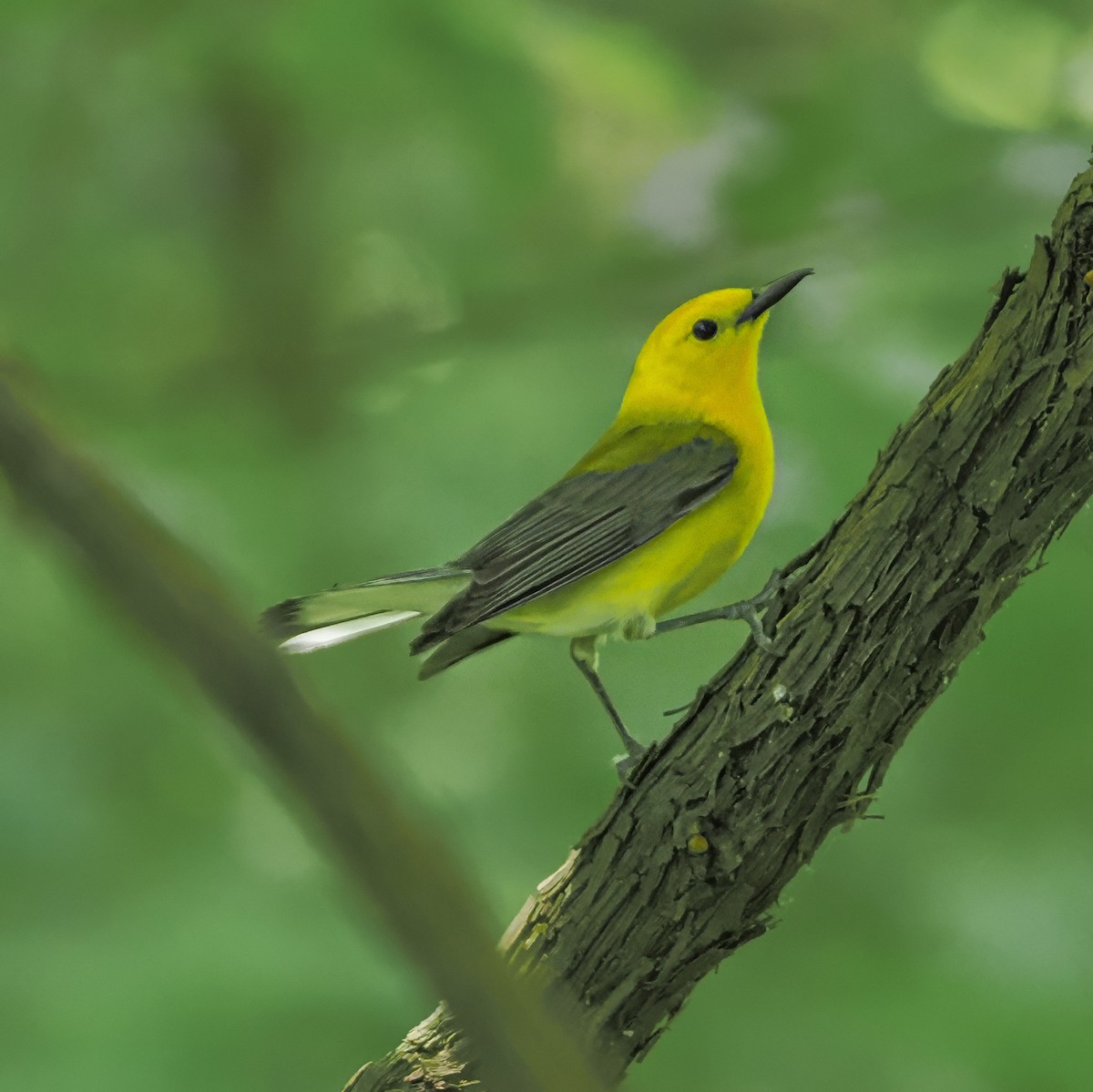Prothonotary Warbler - ML636557754