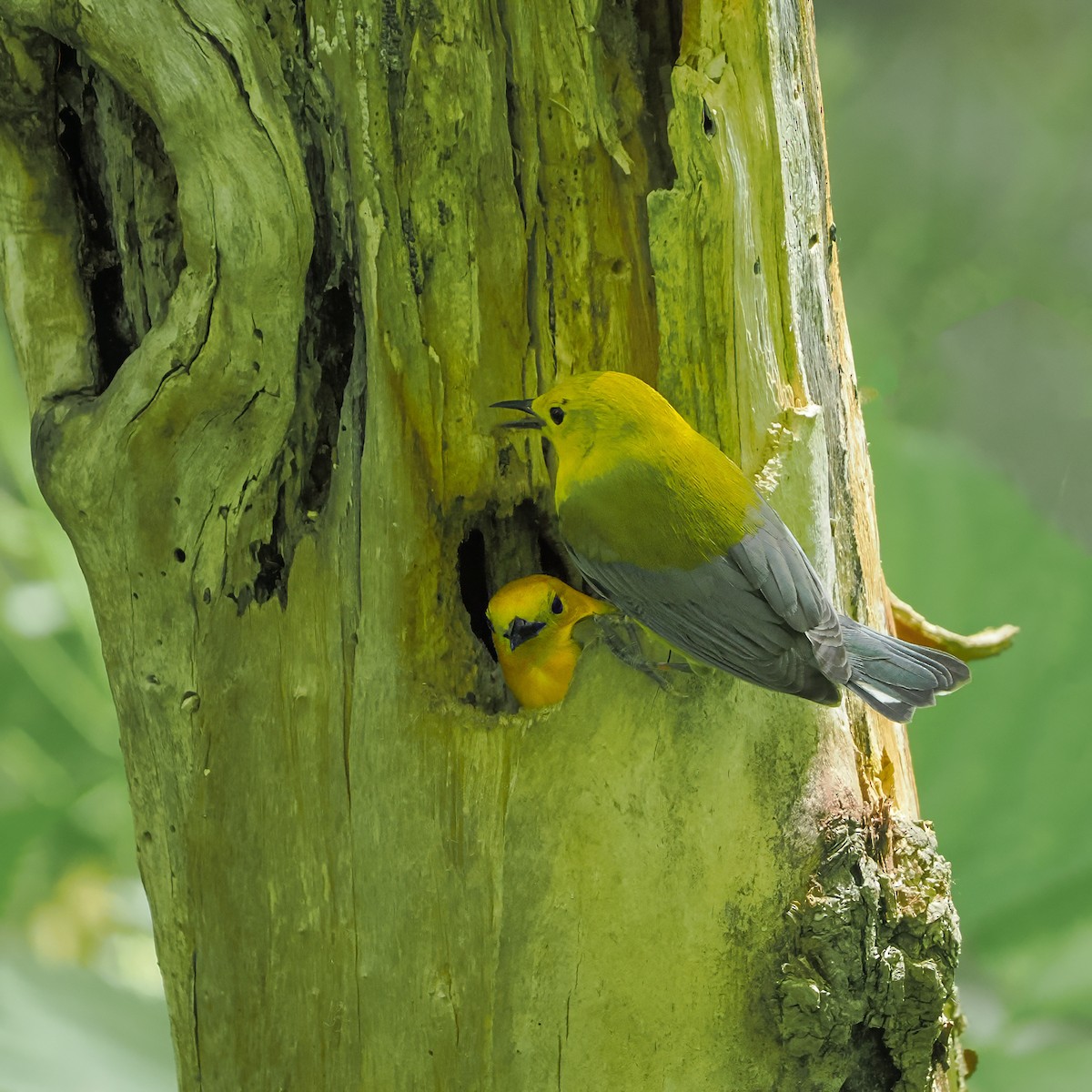 Prothonotary Warbler - ML636557755