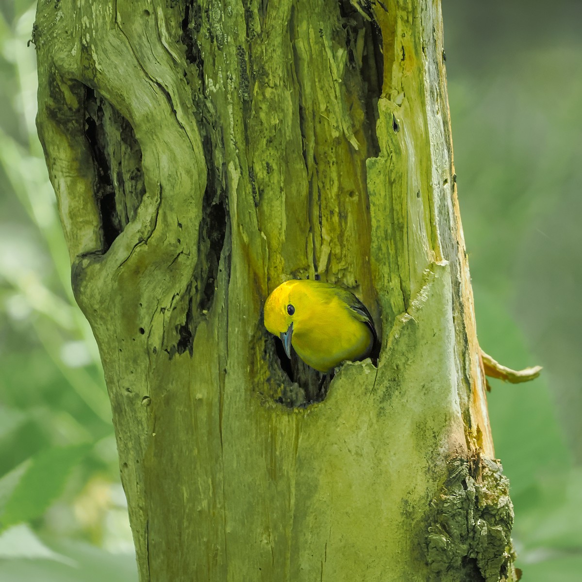 Prothonotary Warbler - ML636557756