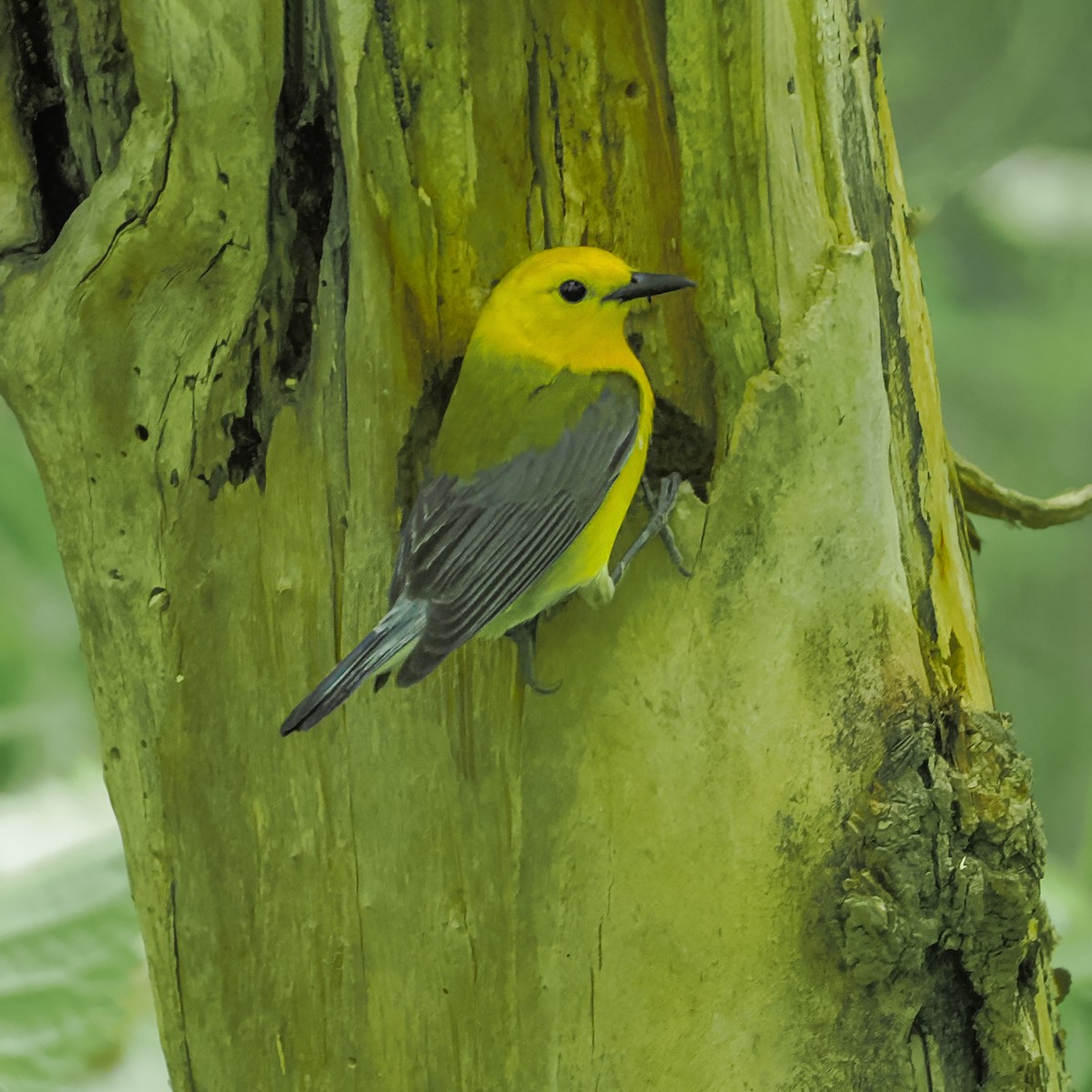 Prothonotary Warbler - ML636557758