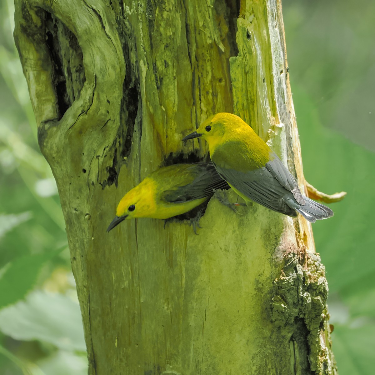 Prothonotary Warbler - ML636557759
