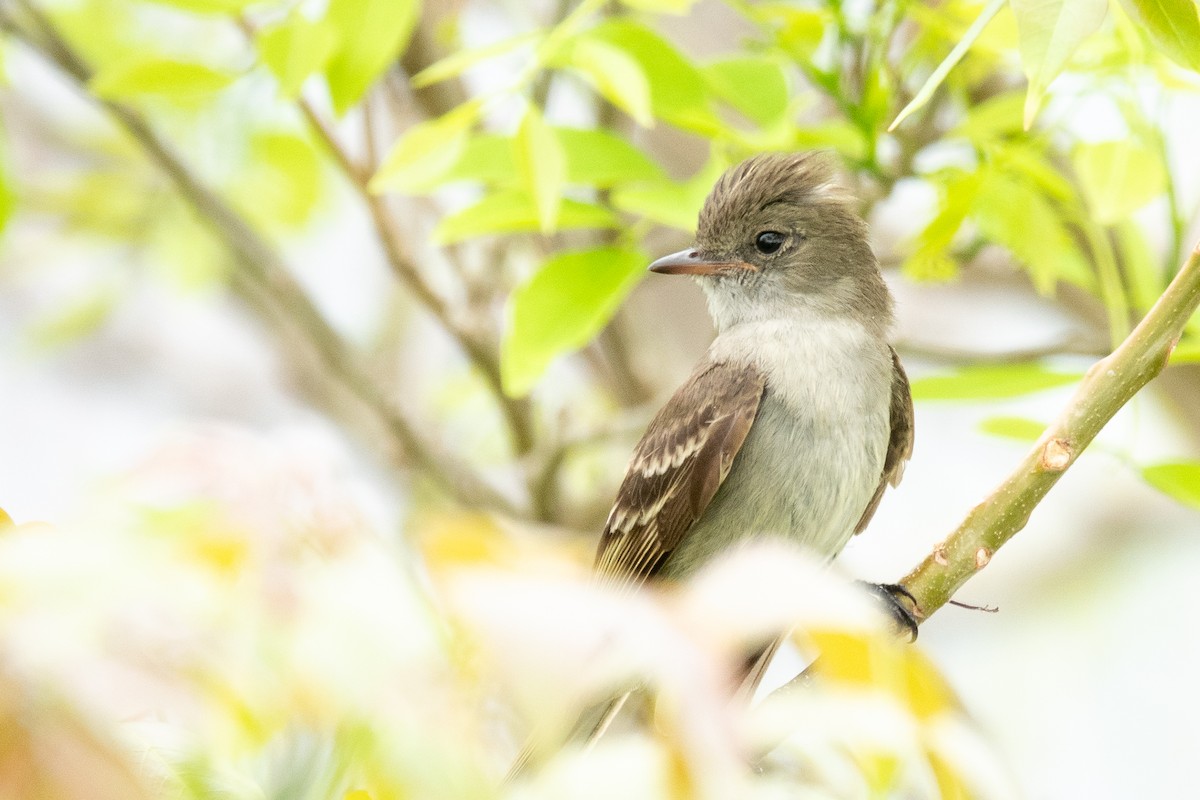Caribbean Elaenia - ML636557765