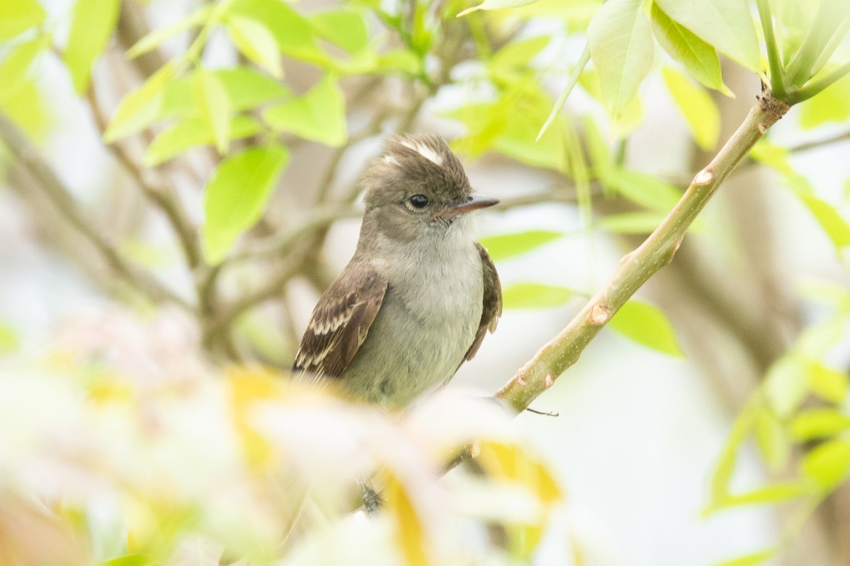 Caribbean Elaenia - ML636557766