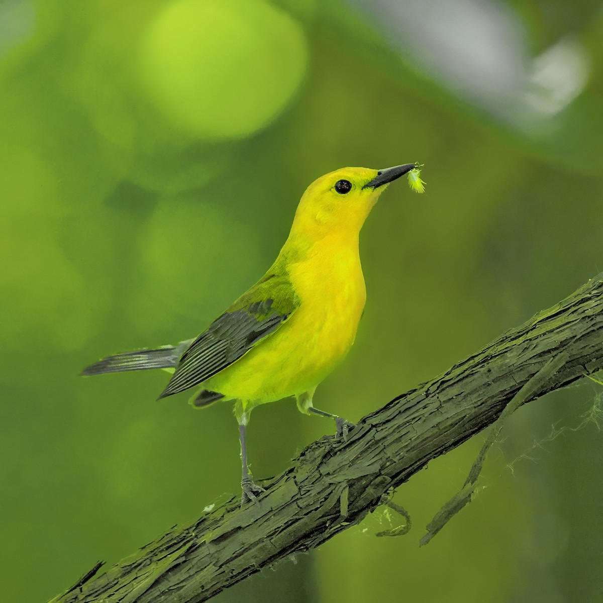 Prothonotary Warbler - ML636557767