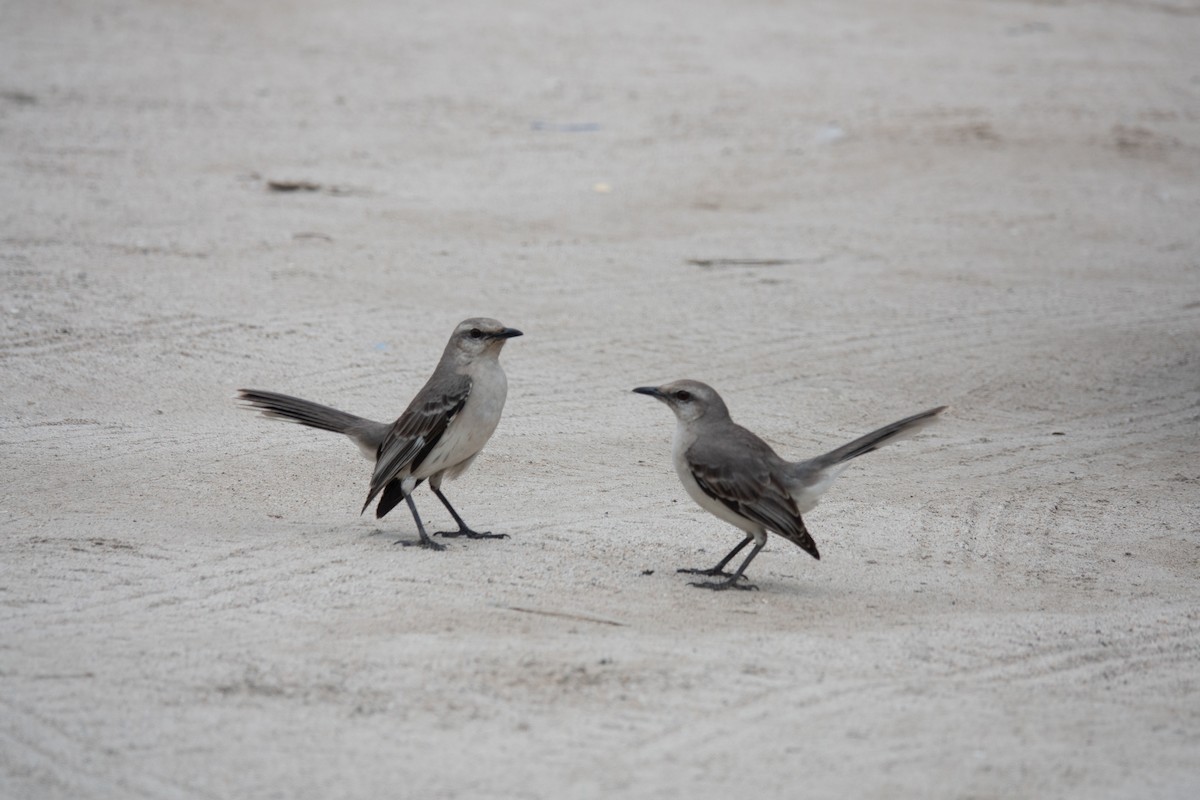Tropical Mockingbird - ML636557774