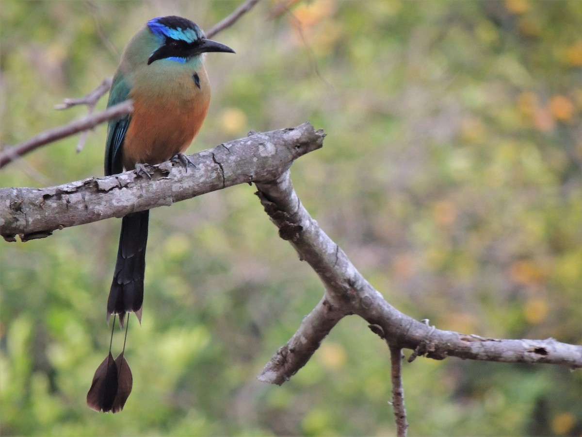 Whooping Motmot - ML636557805