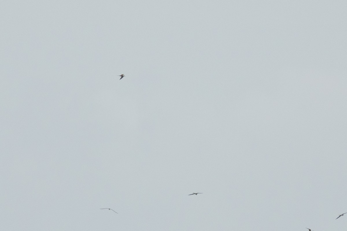 Brown Booby - ML636557827