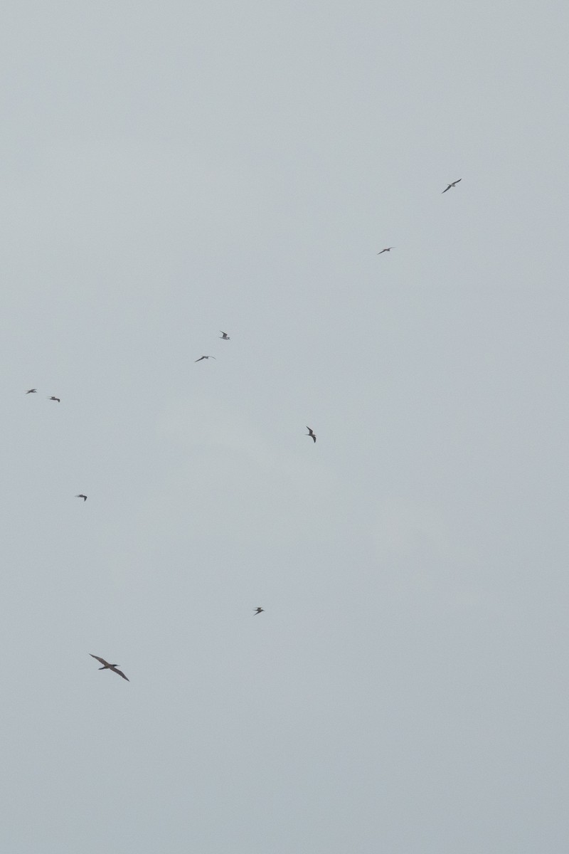 Brown Booby - ML636557831