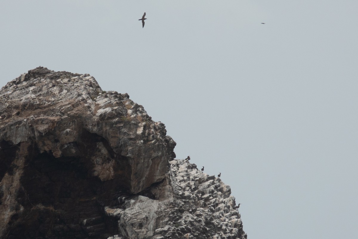 Brown Booby - ML636557834