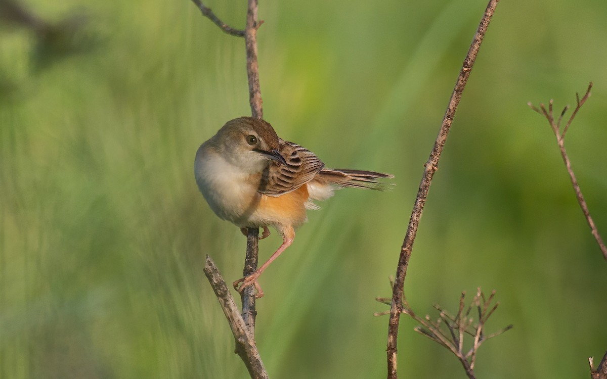 Zistensänger - ML636558062