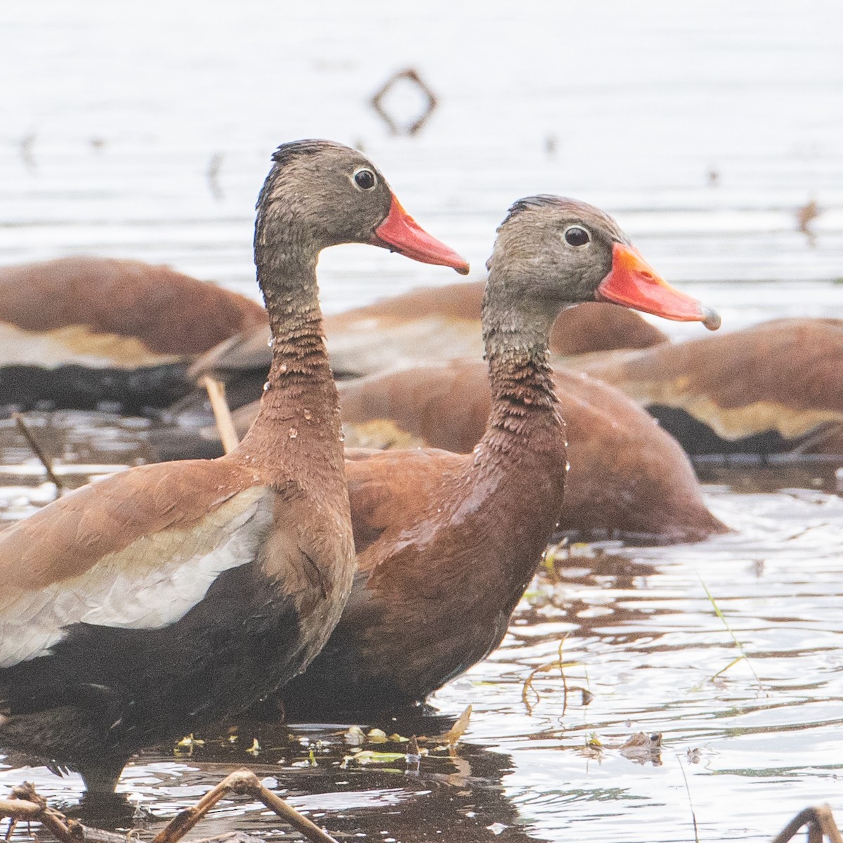 Black-bellied Whistling-Duck - ML636558076