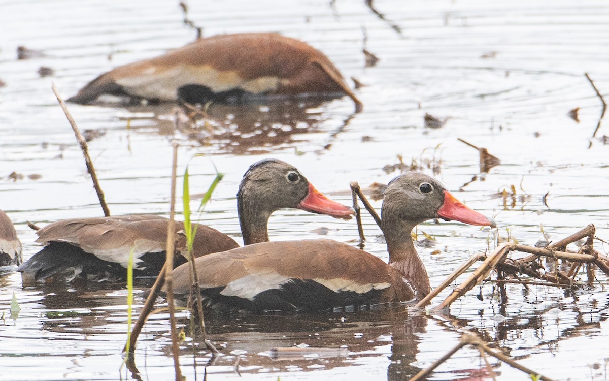 Black-bellied Whistling-Duck - ML636558077