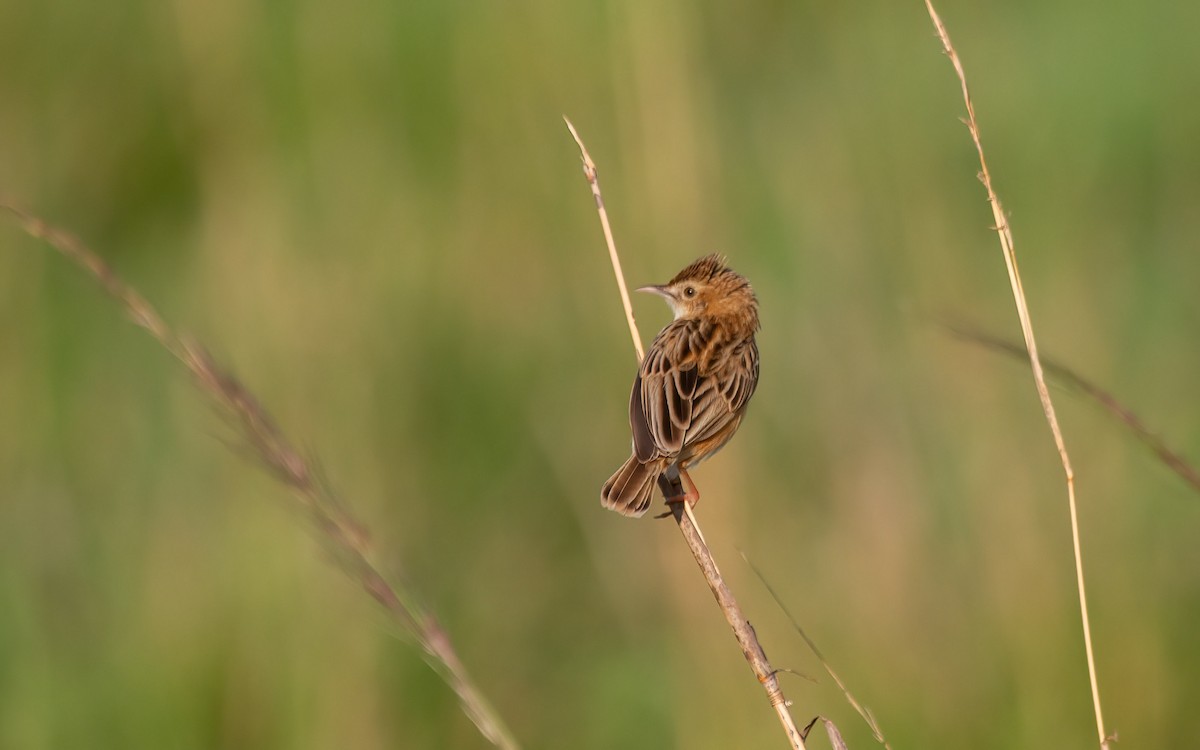 Zistensänger - ML636558087