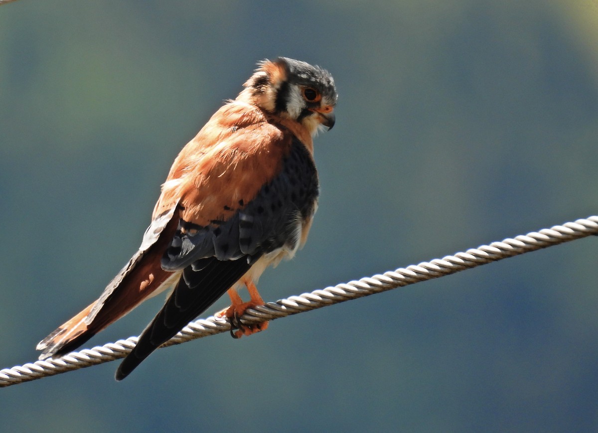 American Kestrel - ML636558090