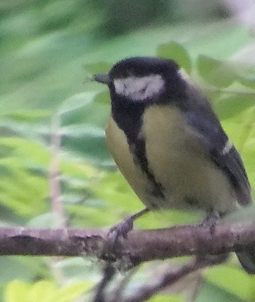 Great Tit - ML636558117
