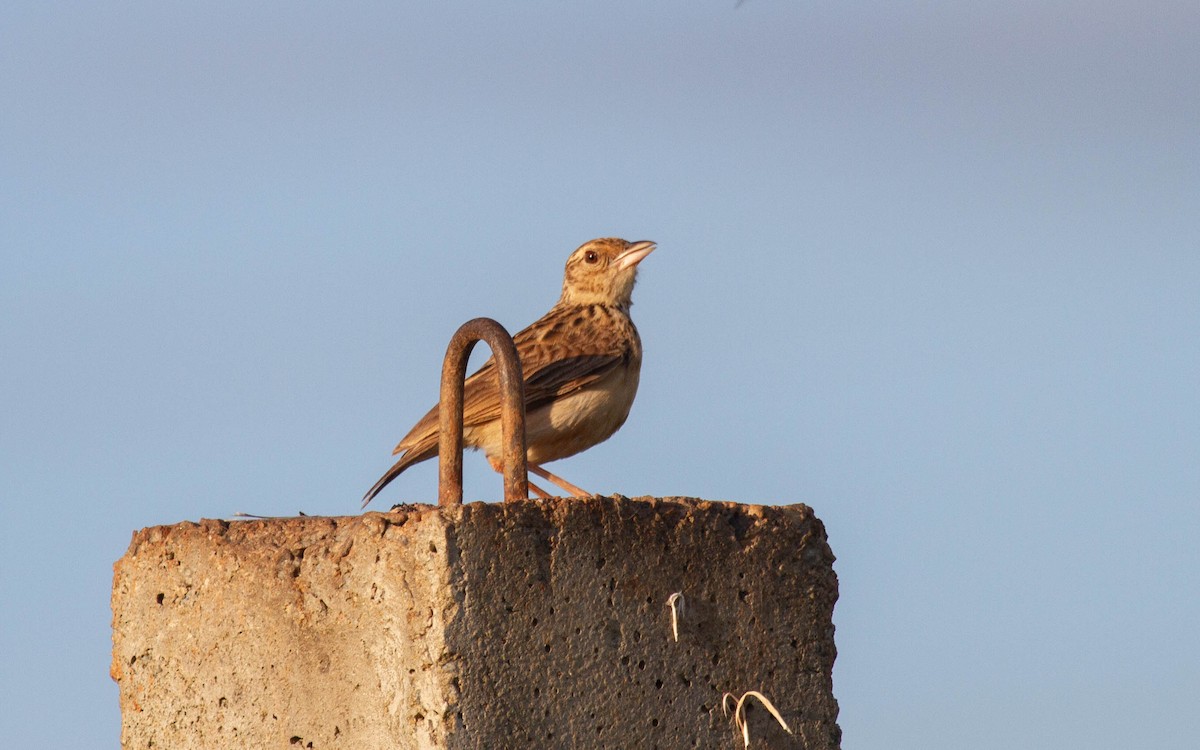 Jerdonlerche - ML636558120