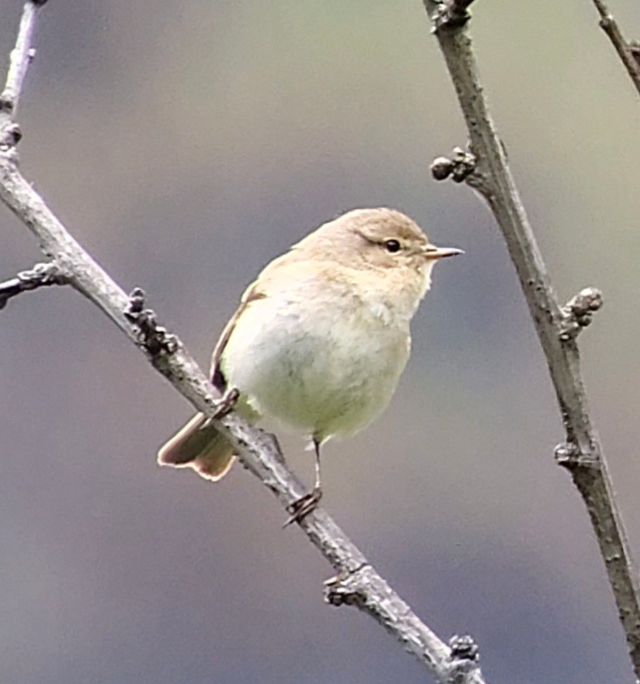 Common Chiffchaff - ML636558128