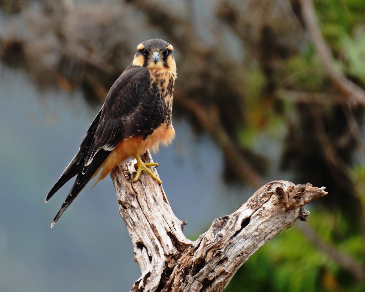 Aplomado Falcon - ML636558146