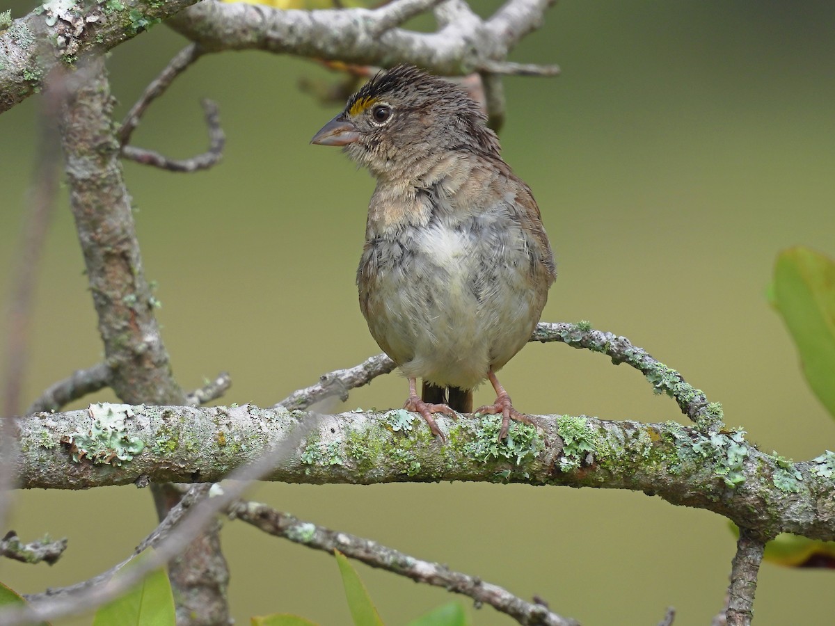 Grassland Sparrow - ML636558291