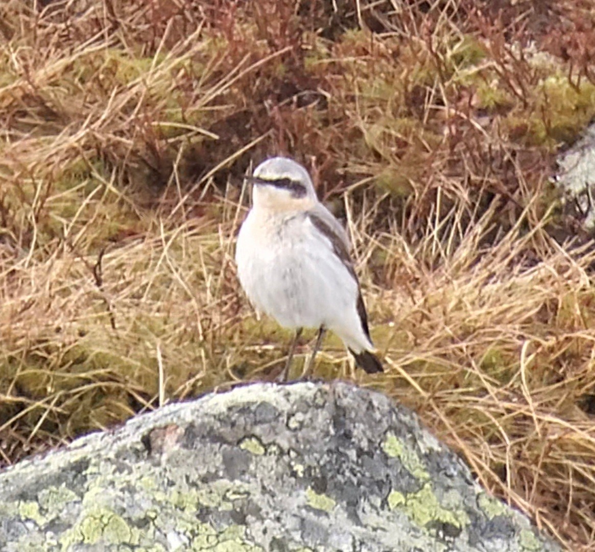 Northern Wheatear - ML636558315