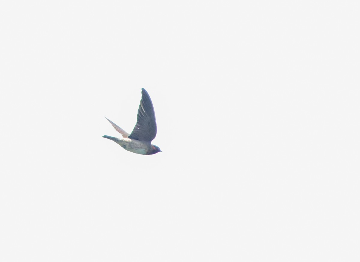 Cliff Swallow - ML636558341