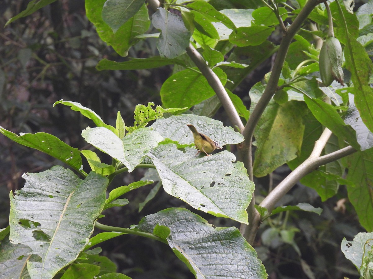 Three-striped Warbler - ML636558383