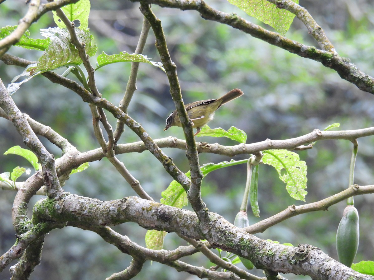 Three-striped Warbler - ML636558385