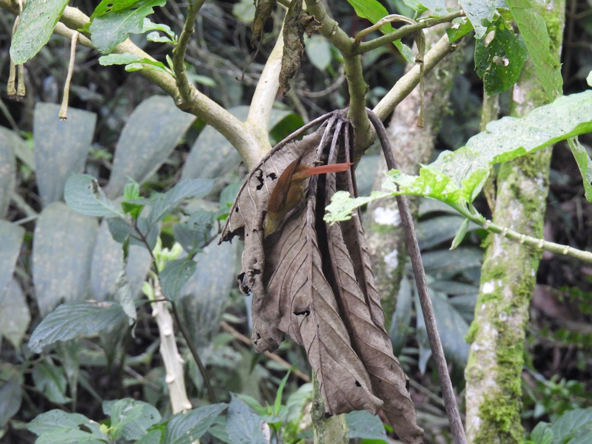 Three-striped Warbler - ML636558386