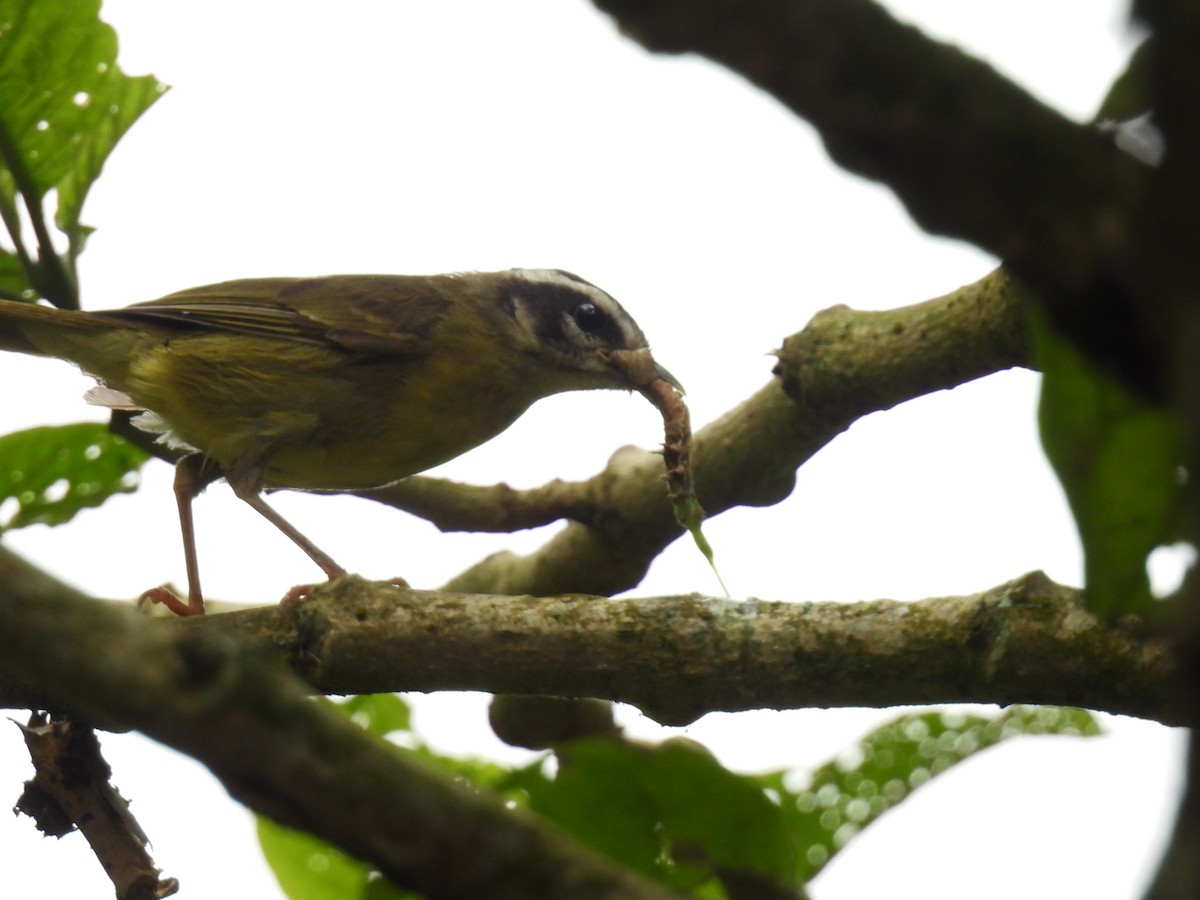 Three-striped Warbler - ML636558387