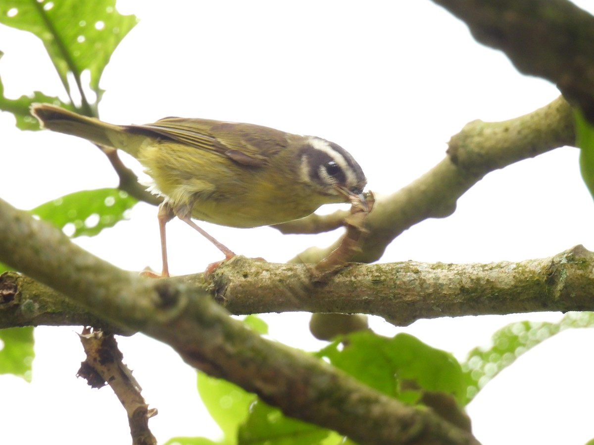 Three-striped Warbler - ML636558388