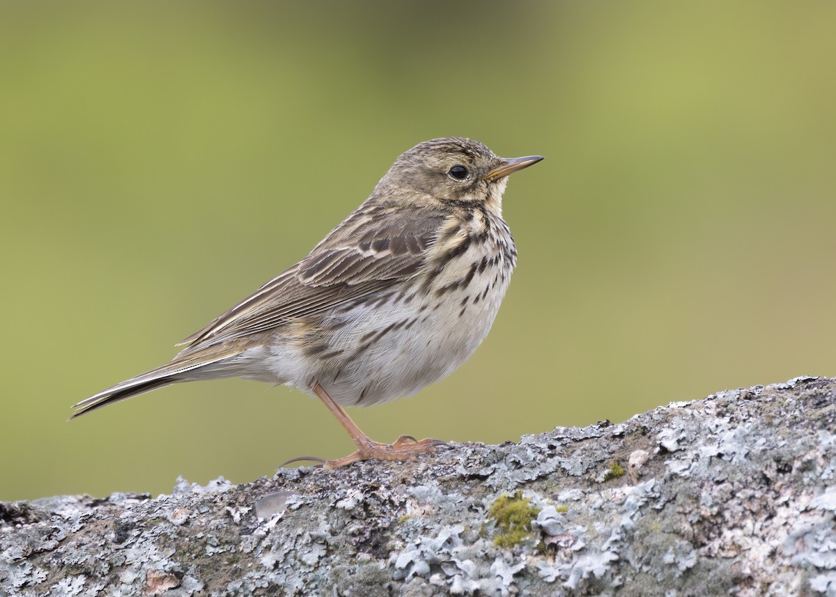 Meadow Pipit - ML636558445