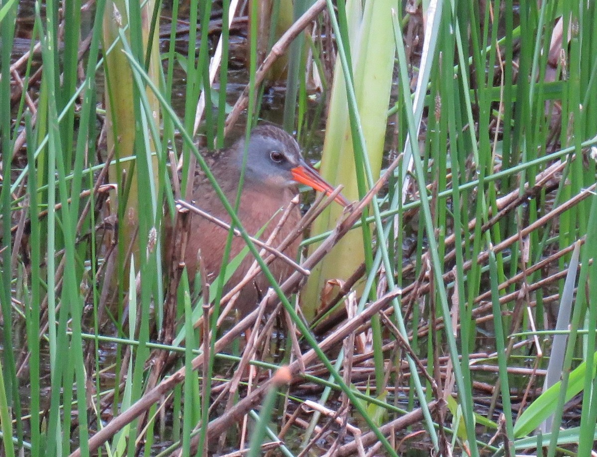 Virginia Rail - ML636558488