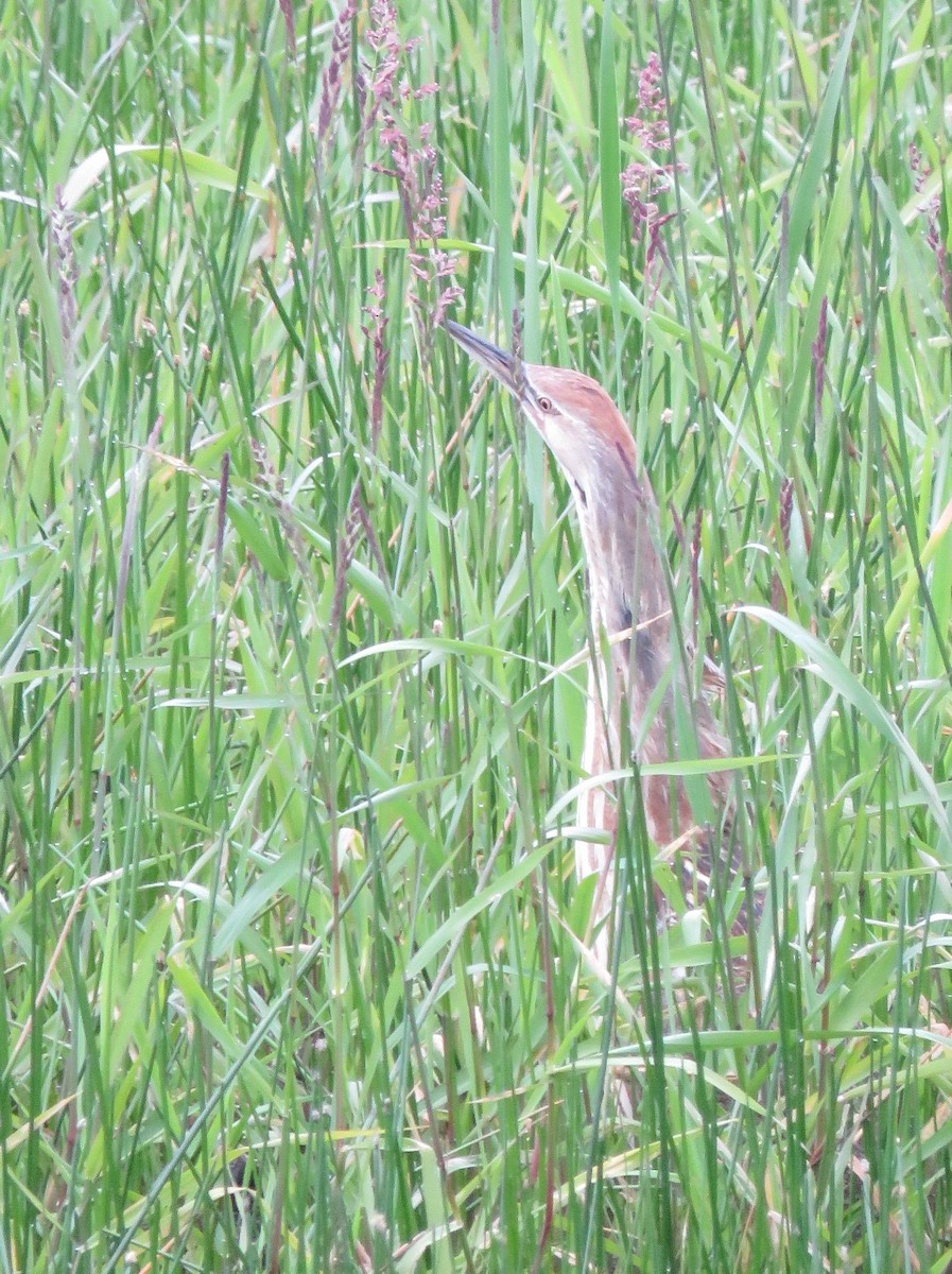 American Bittern - ML636558510
