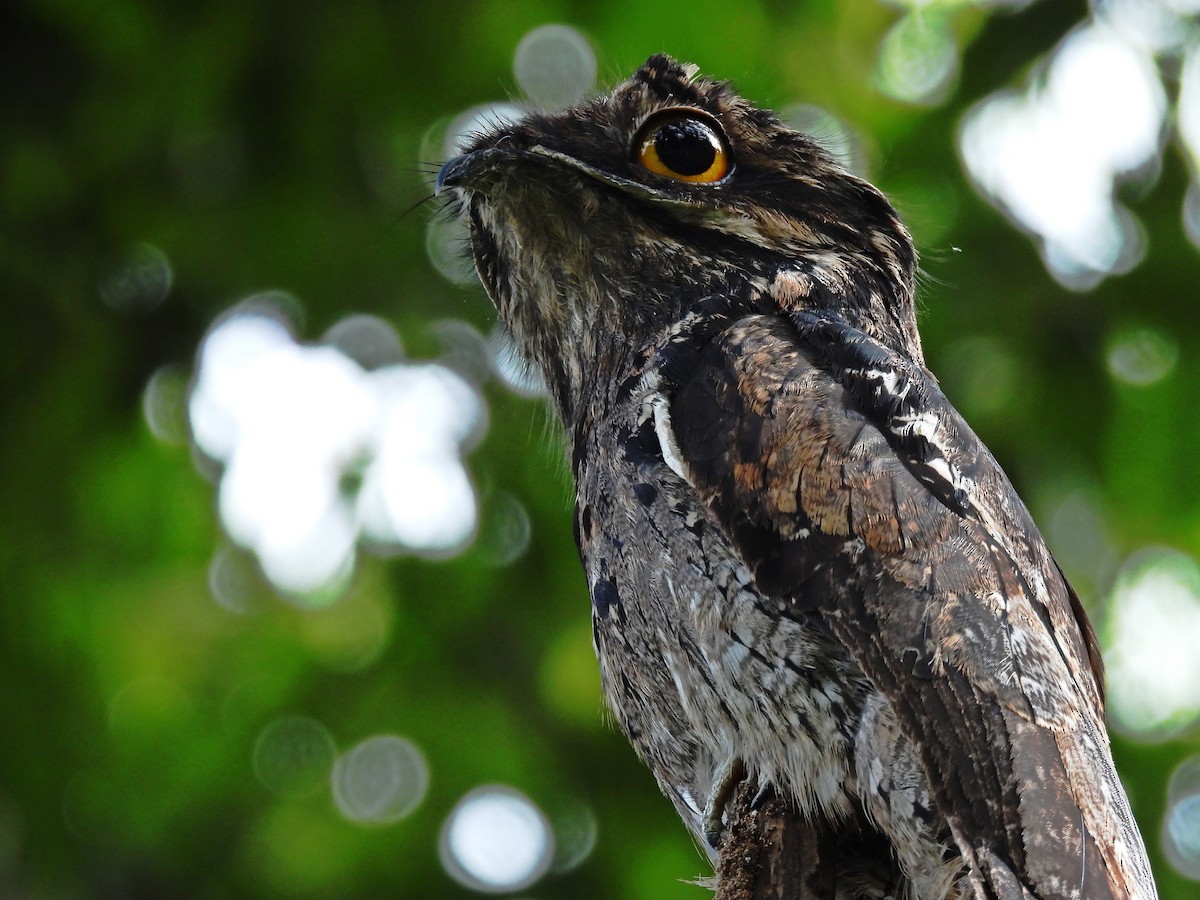 Common Potoo - ML636558600