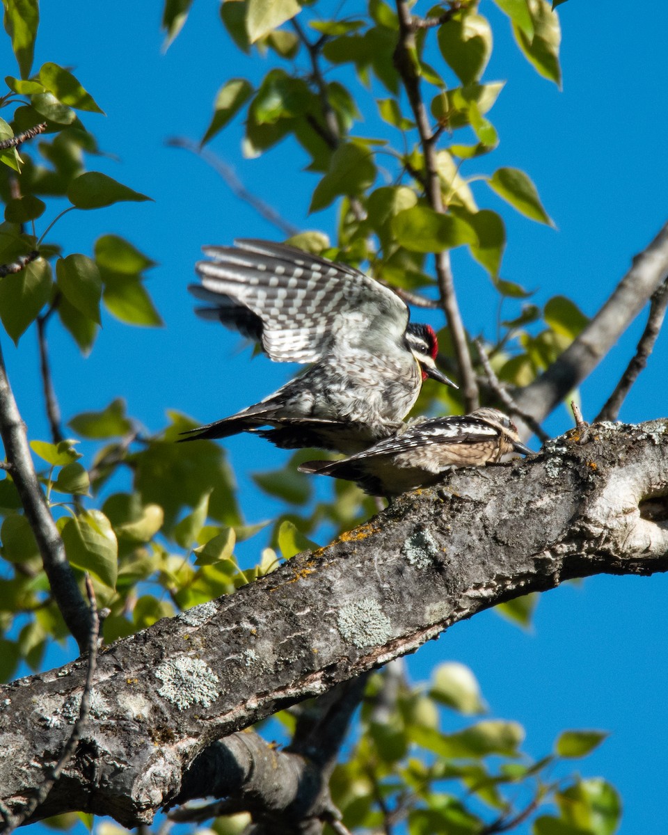 Yellow-bellied Sapsucker - ML636558619