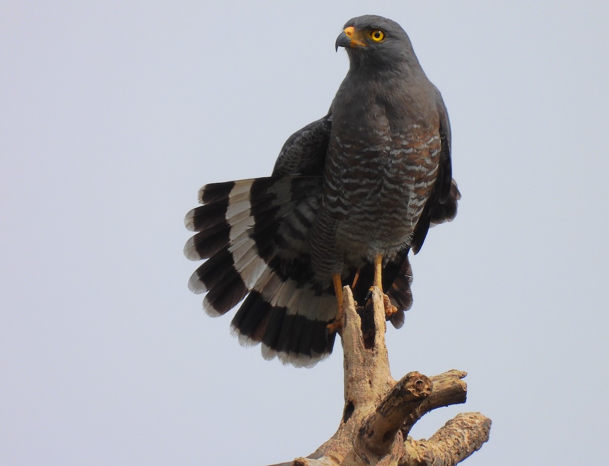 Roadside Hawk - ML636558640