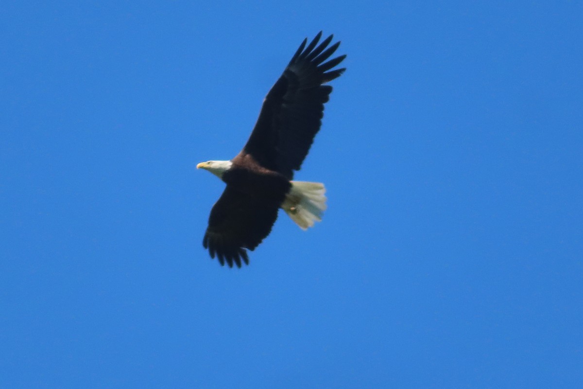 Itsas arrano buruzuria - ML636558670