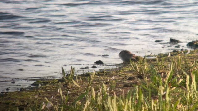 Pectoral Sandpiper - ML636558676