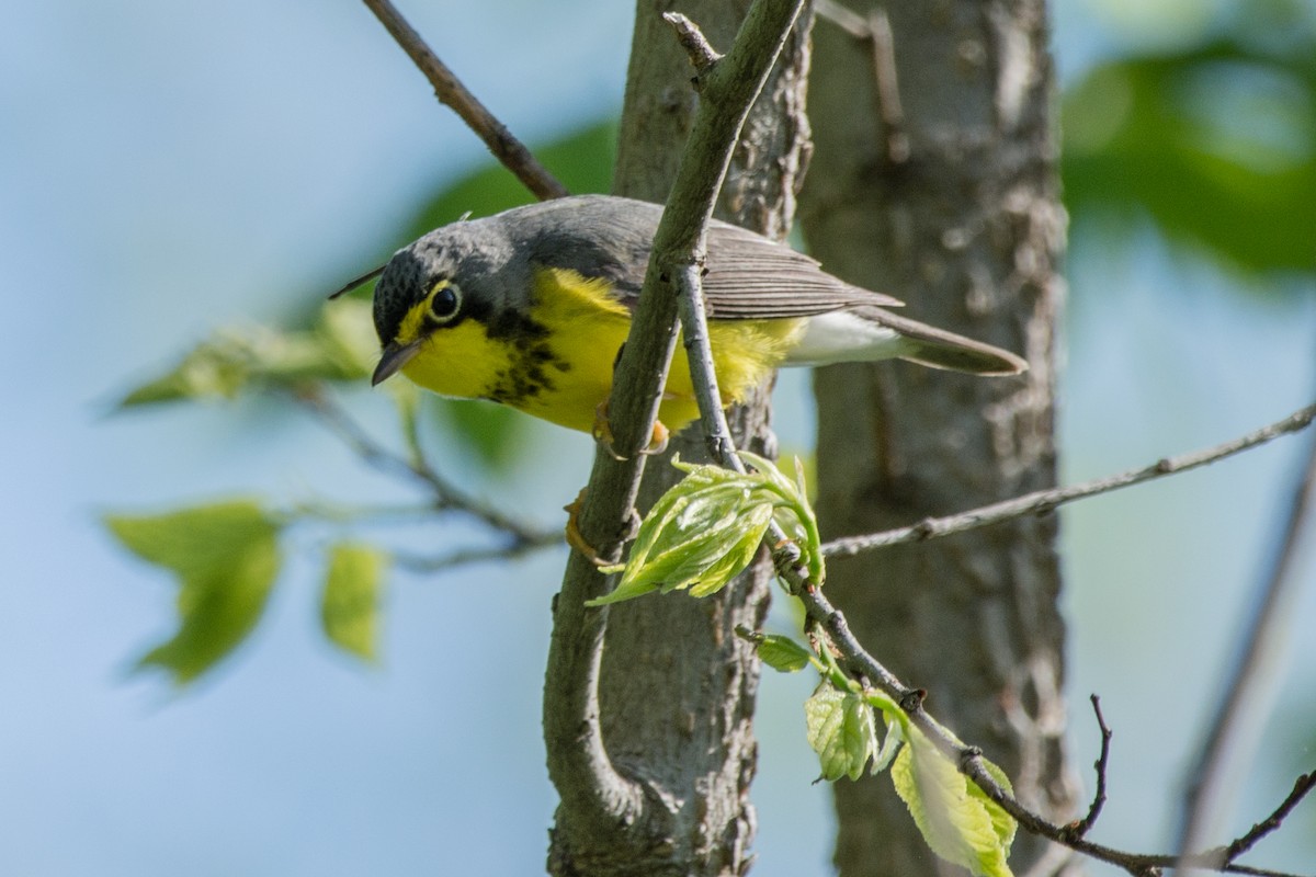 Canada Warbler - ML636558680