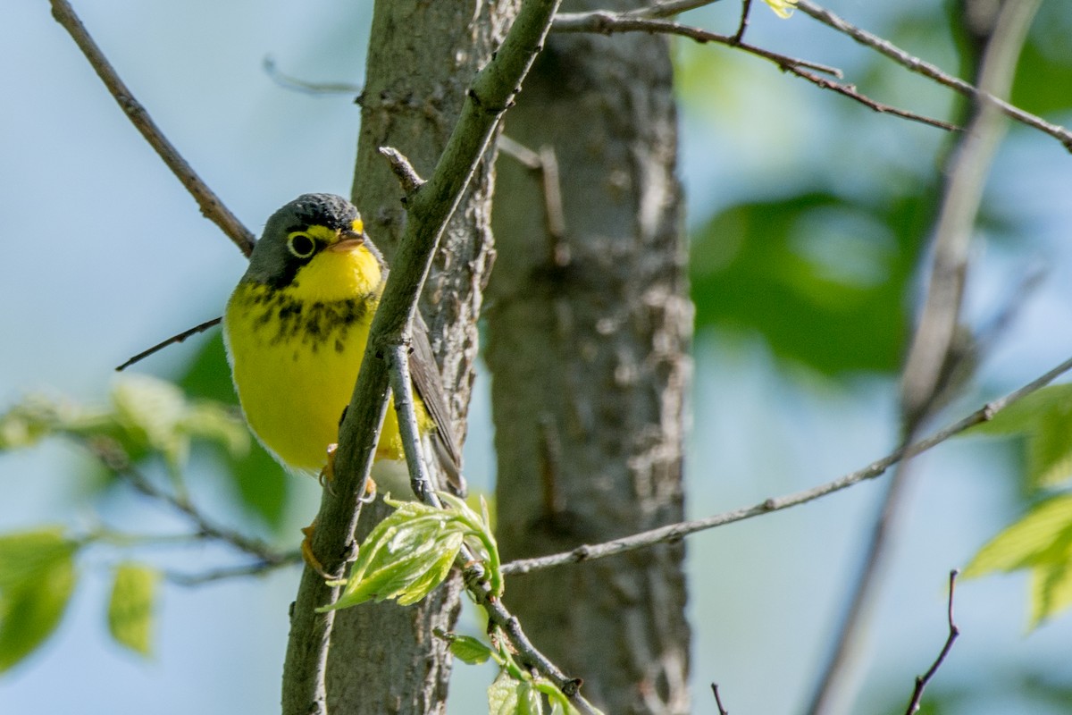 Canada Warbler - ML636558681