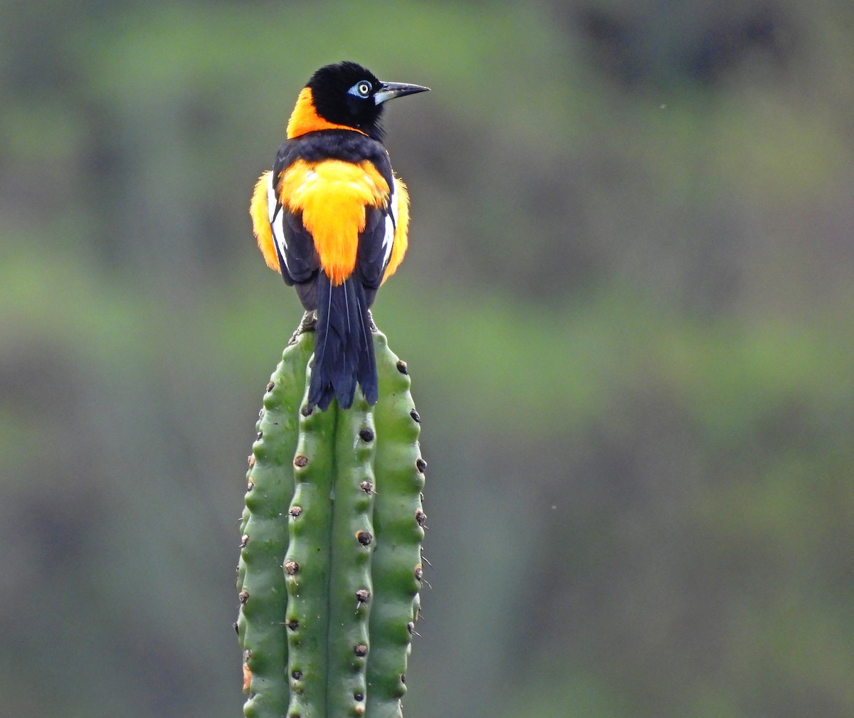 Venezuelan Troupial - ML636558706