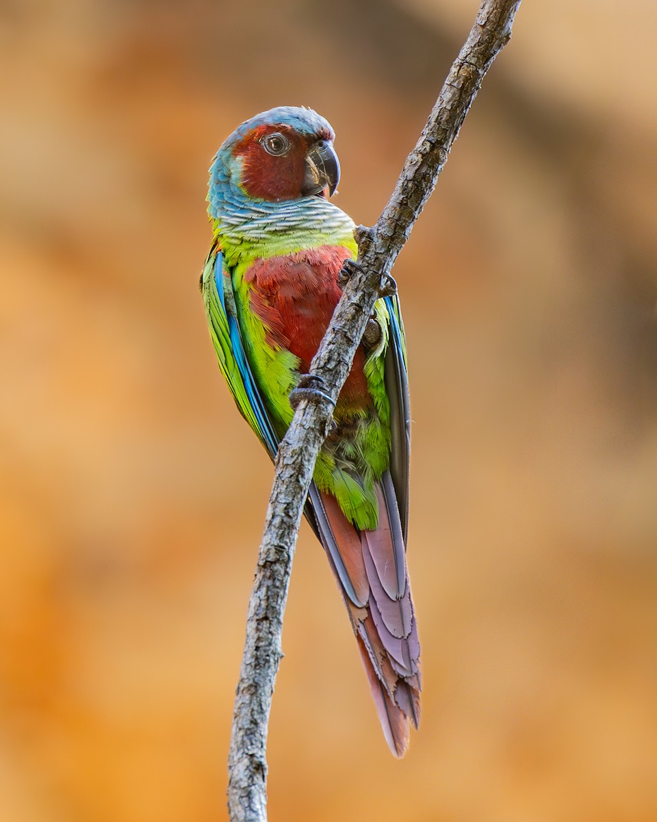 Pfrimer's Parakeet - ML636558774