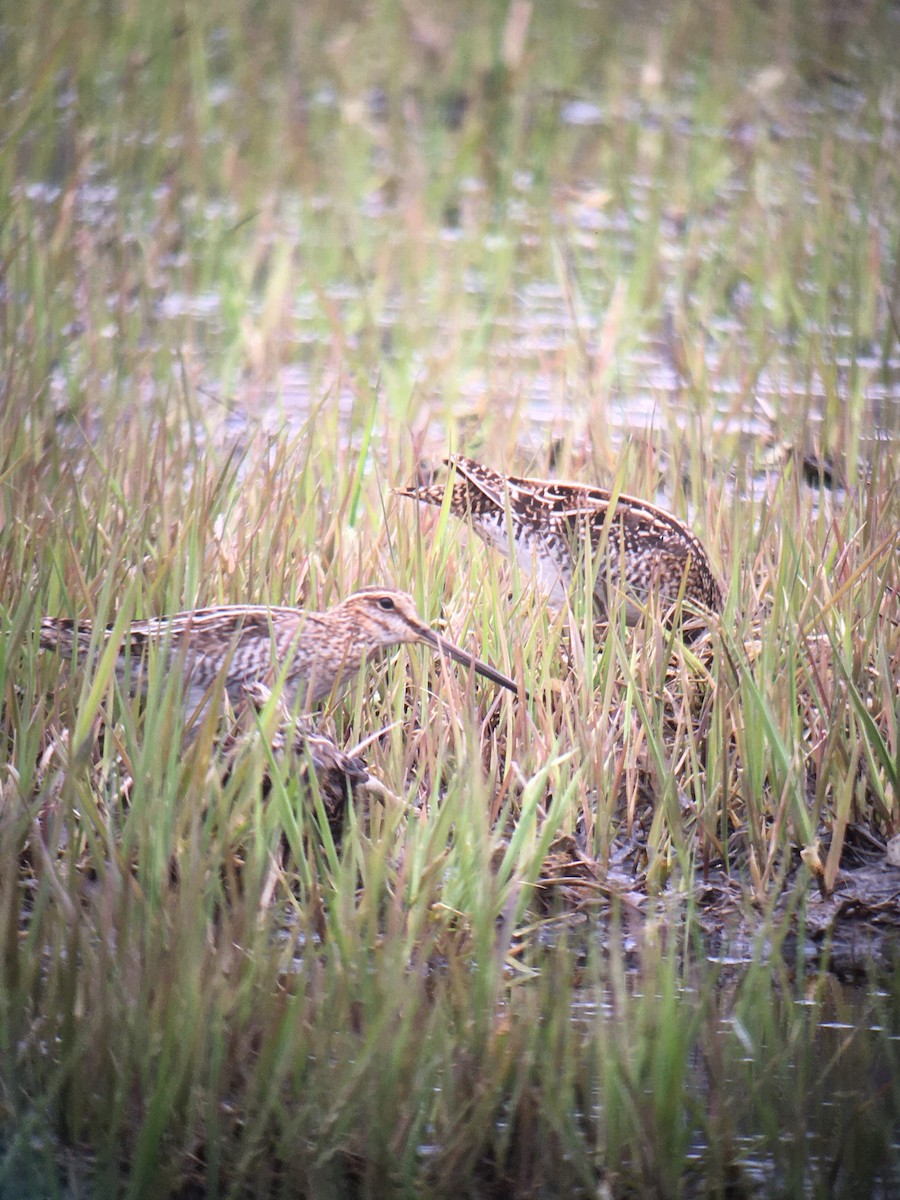 Wilson's Snipe - ML636558784