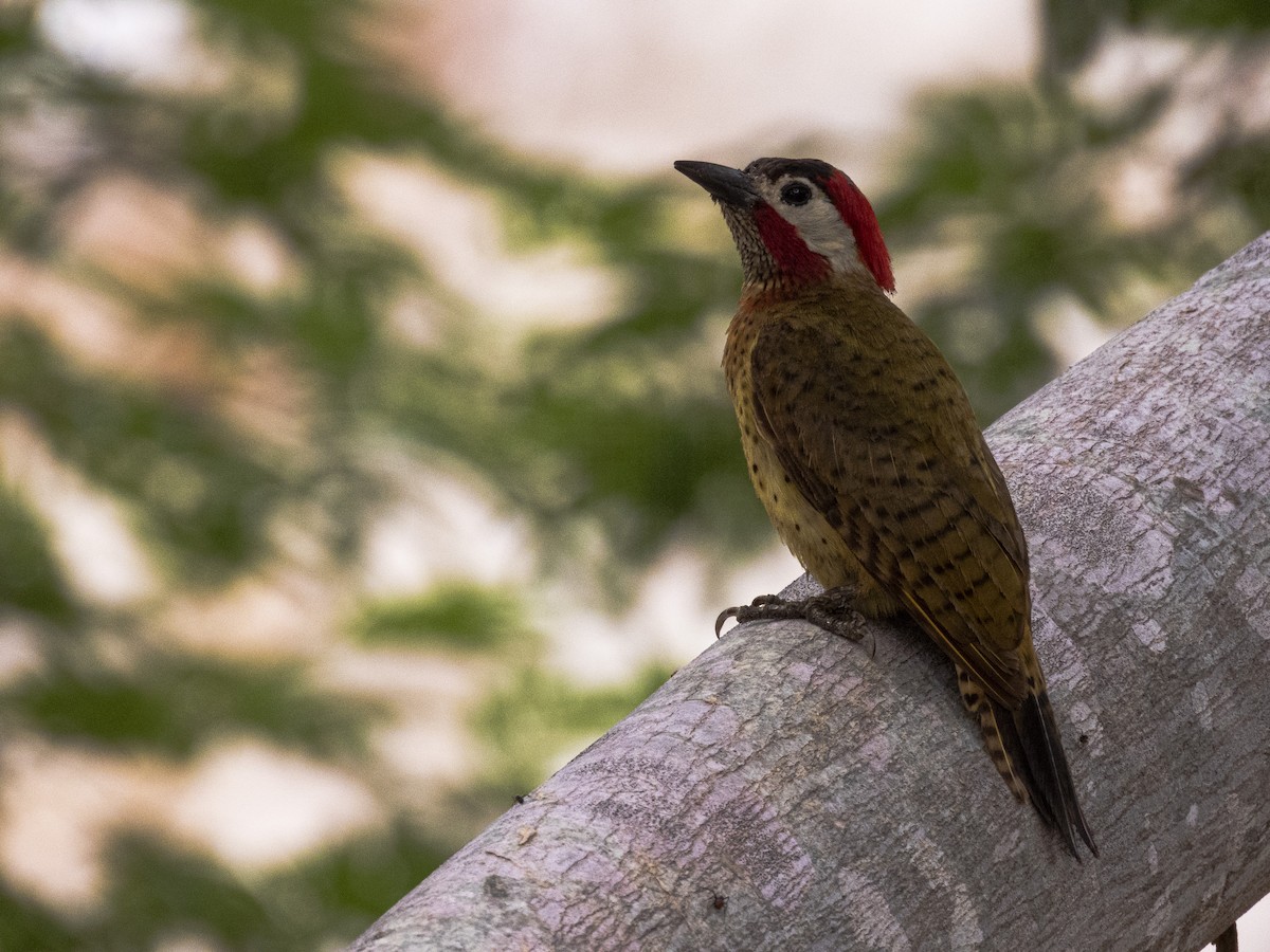 Spot-breasted Woodpecker - ML636558847