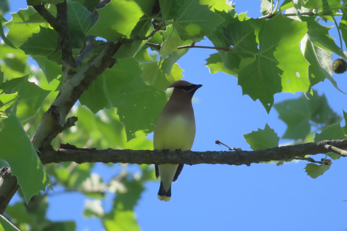 Buztanori amerikarra - ML636558915